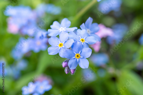 jasnoniebieskie kwiaty niezapominajek w zielonym ogrodzie