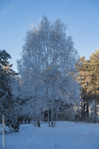 birch in the frost in the park