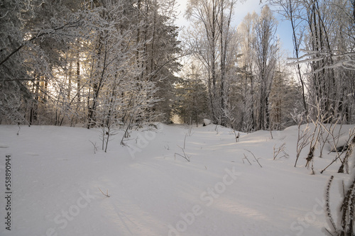 white snow in the forest © Алексей Линник
