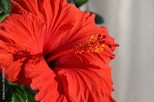 Rote Hibiscusblüte photo