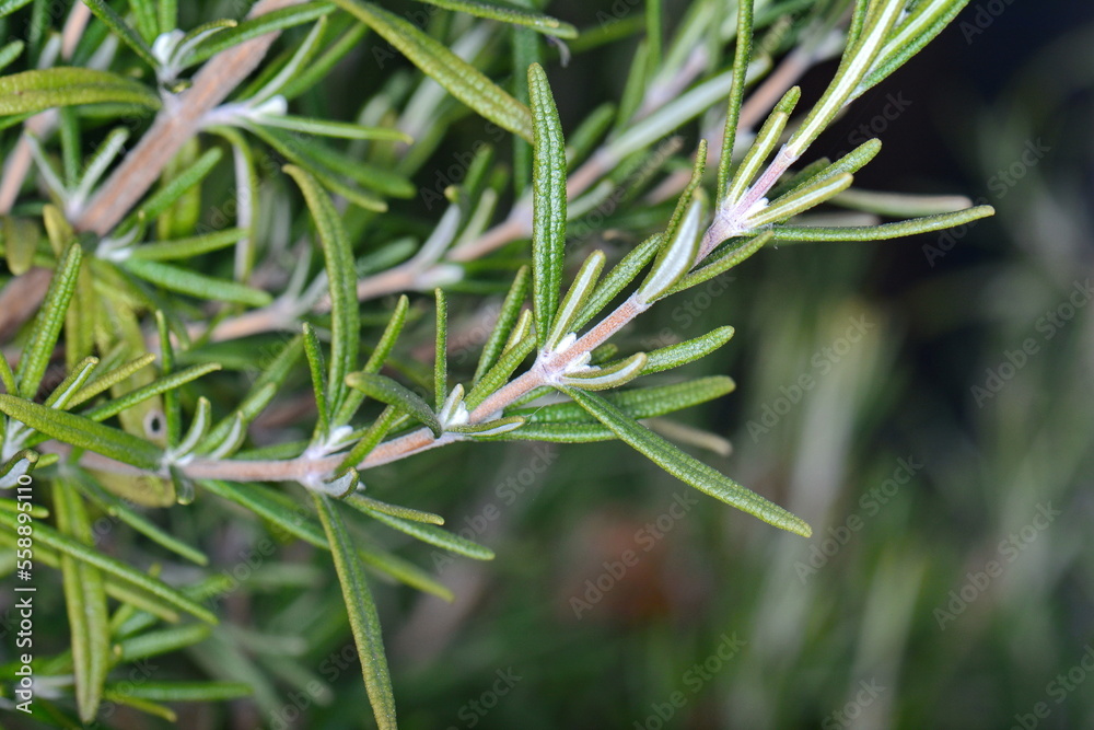 Fototapeta premium Rosemary herb in the garden