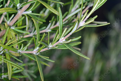 Rosemary herb in the garden