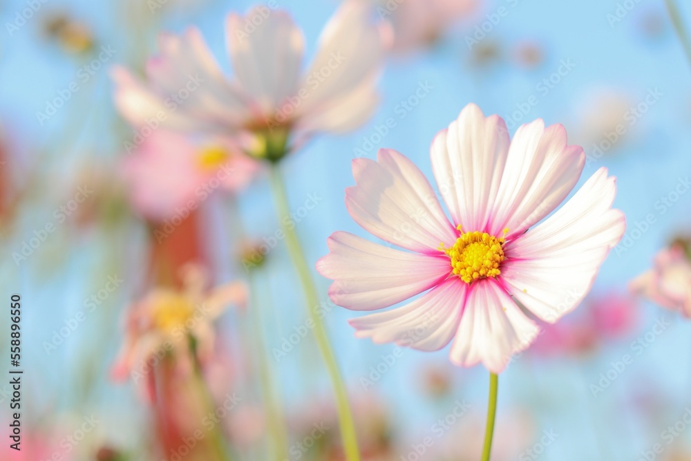 Colorful flowers in the garden, morning flowers, Cosmos, pink flower