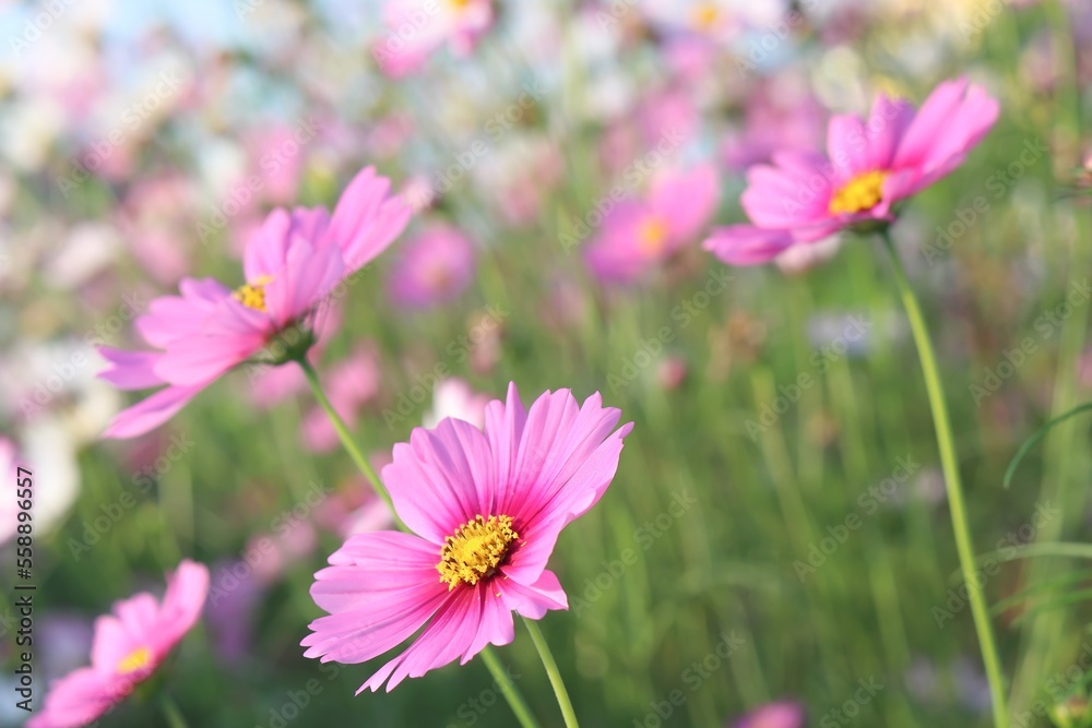 Colorful flowers in the garden, morning flowers, Cosmos, pink flower
