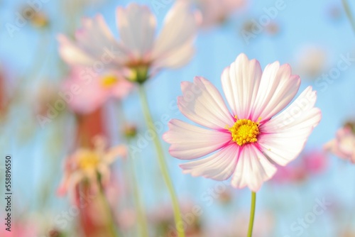 Colorful flowers in the garden  morning flowers  Cosmos  pink flower