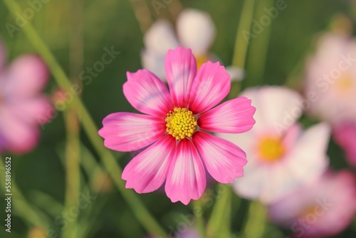 Colorful flowers in the garden, morning flowers, Cosmos, pink flower, center 