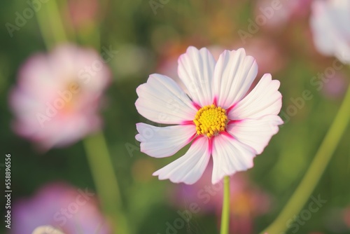 Colorful flowers in the garden  morning flowers  Cosmos  pink flower