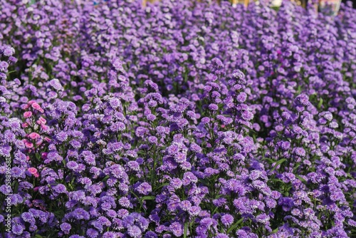 Colorful flowers in the garden, morning flowers, verbena, purple flower, violet