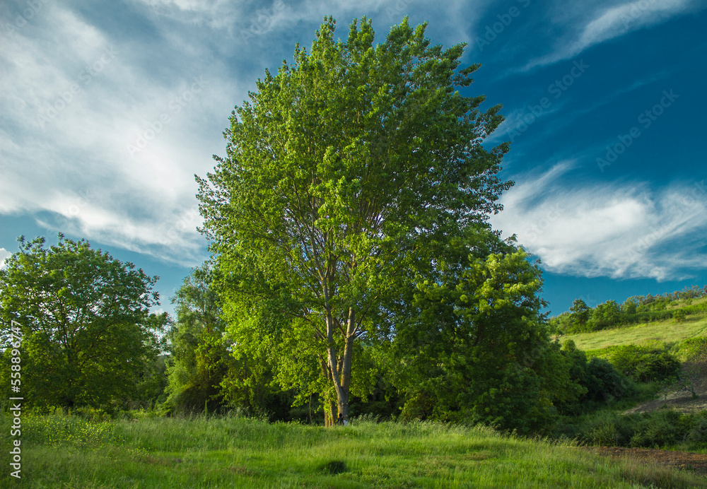 Big old and lonely tree and greenery on meadow Big old and lonely tree and greenery on meadow