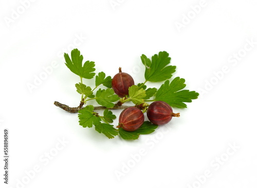 Red gooseberry with leaves isolated