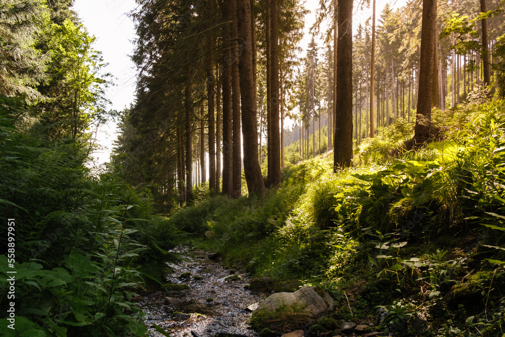 Obraz premium Sonnenaufgang im Wald mit Dunst