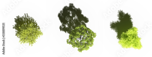 tree with a shadow under it  top view  isolated on white background  3D illustration  cg render