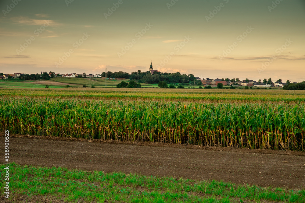 Fototapeta premium wiejski pejzaż z wieżą kościoła na horyzoncie