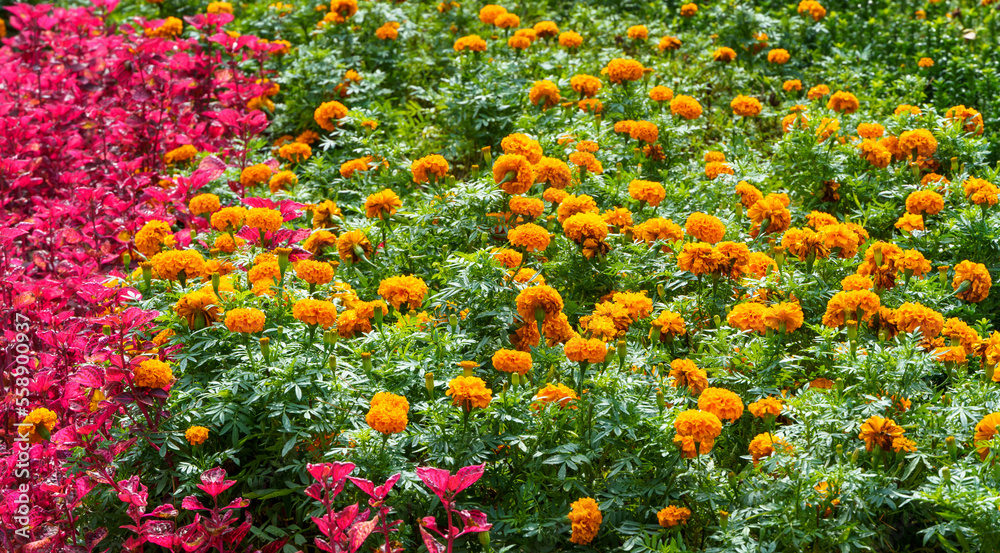 Flowerbed of beautiful yellow-orange Marigold (Tagetes erecta, Mexican or African marigold) flowers and red leaves of Iresine herbstii or Herbst's bloodleaf. Decorative plants of Gelendzhik resort