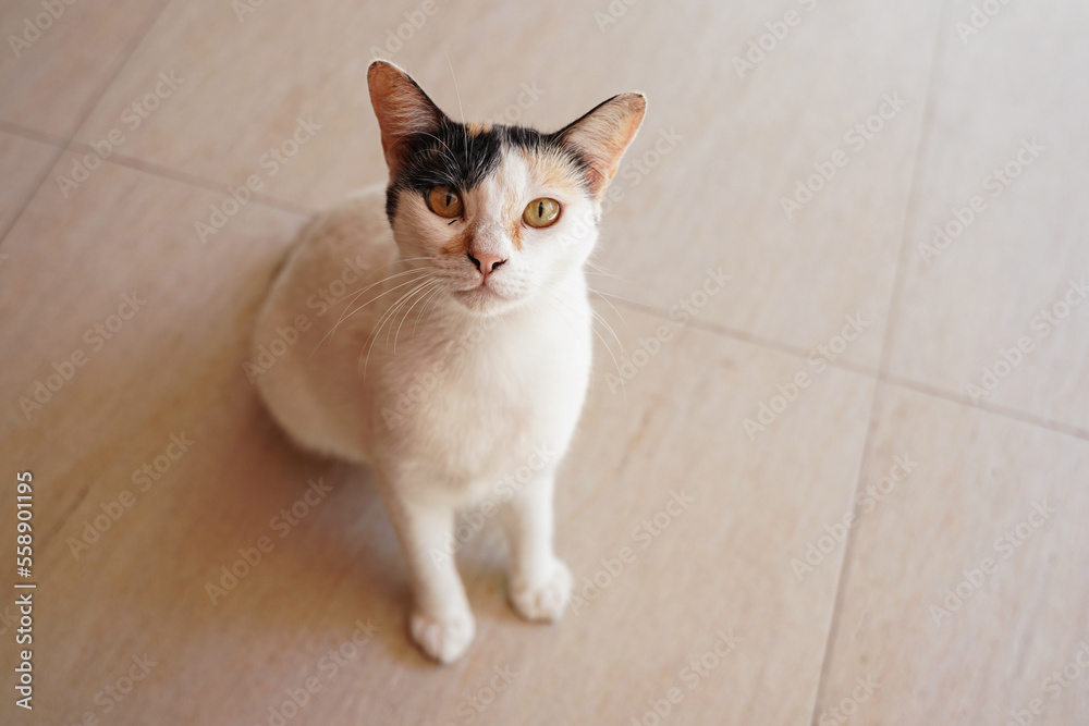 Calico cat with yellow eyes sit on the floor