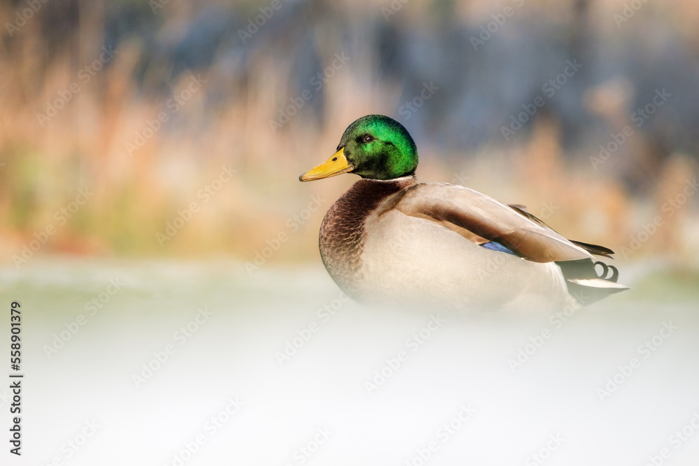 Obraz premium Stockentenerpel