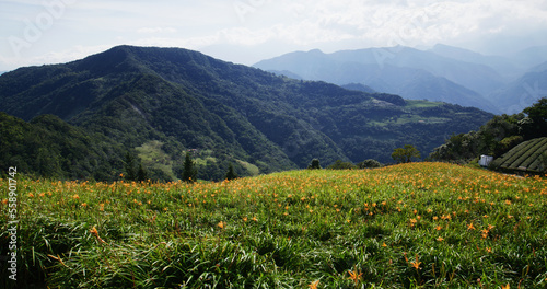 Orange day lily flower field in Taimali Kinchen Mountain in Taitung photo