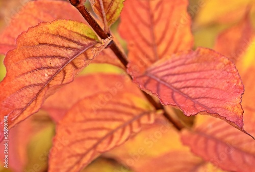 Close up of beautiful red Autumn Beech leaves