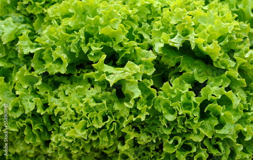 Organic vegetables. Fresh vegetable. Lettuce for making a salad.