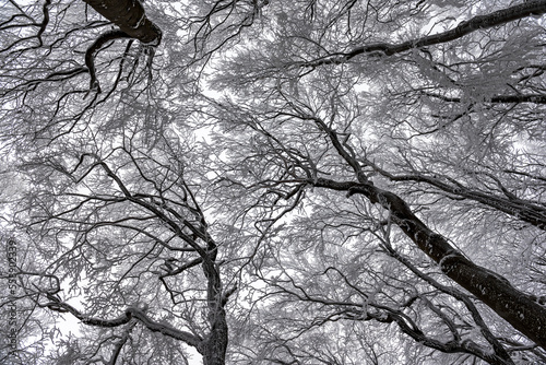 Frozen forest covered with snow, freezing after