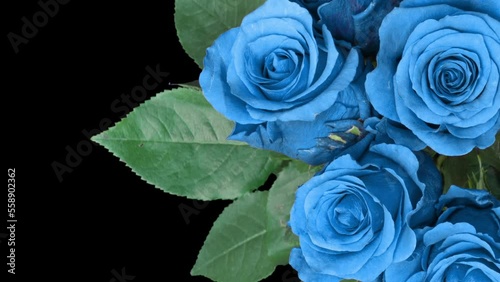 Bouquet of blue roses on a black background. Time lapse, close-up. Wedding background, Valentine's day concept. There is space for text