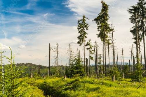 Fototapeta Naklejka Na Ścianę i Meble -  Góry Gorce, sosnowe wiatrołomy, zielone trawy