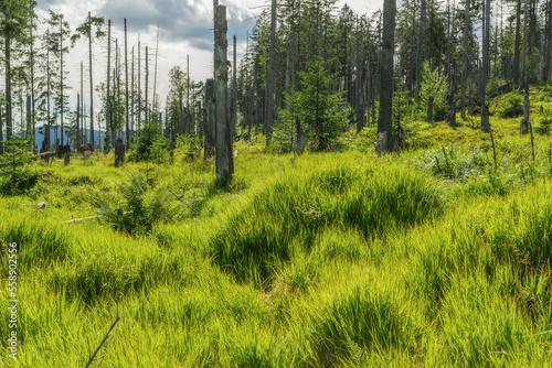 Fototapeta Naklejka Na Ścianę i Meble -  Góry Gorce, sosnowe wiatrołomy, zielone trawy