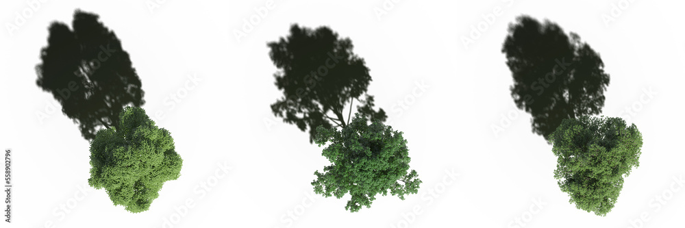 Obraz premium tree with a shadow under it, top view, isolate on a transparent background, 3d illustration