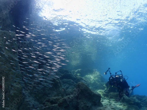 underwater scuba diver taking photos of fish school underwater