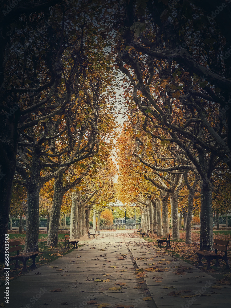 Beautiful morning in the autumn park with golden alley of sycamore trees. Fall season scene