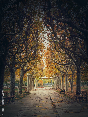 Beautiful morning in the autumn park with golden alley of sycamore trees. Fall season scene