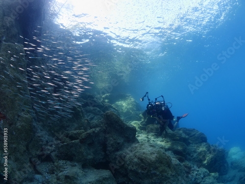 underwater scuba diver taking photos of fish school underwater