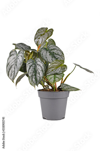 Exotic 'Philodendron Brandtianum' houseplant with silver pattern on leaves in flower pot on white background photo