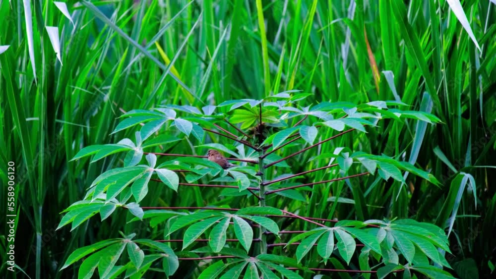 Bird sparrows are playing and perched on cassava stems Bird sparrows are playing and perched on cassava stems