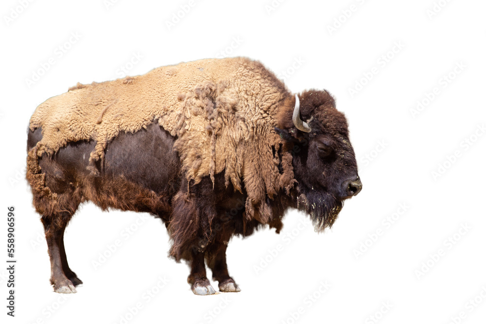 Bison standing with isolated and transparent background
