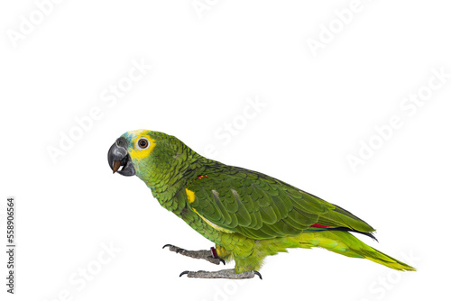 Blue or turquoise fronted Amazone parrot aka Amazona aestiva, walking side ways. Looking to the side showing profile. Isolated cutout on a transparent background.