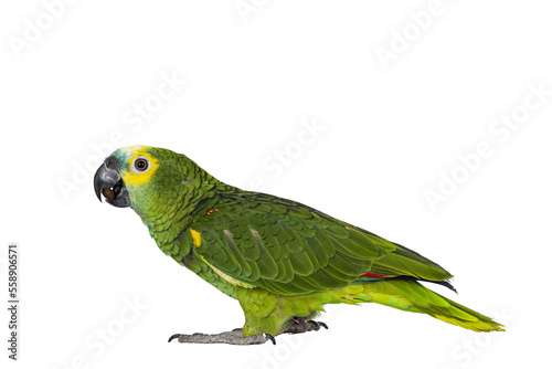 Blue or turquoise fronted Amazone parrot aka Amazona aestiva, sitting side ways. Looking to the side showing profile. Isolated cutout on a transparent background.