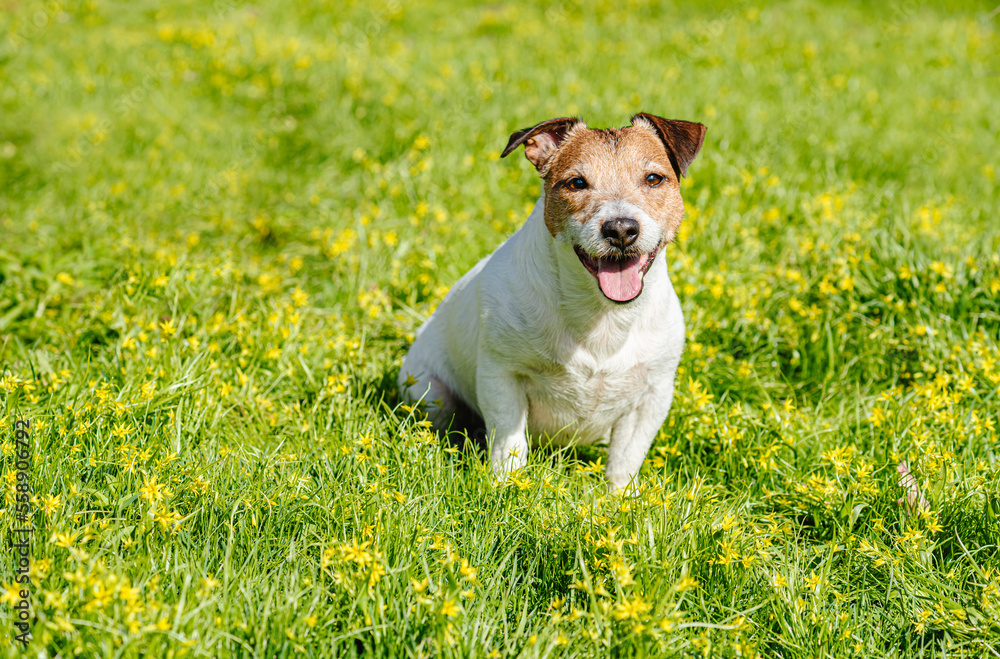 Hello spring concept with smiling dog sitting among early spring yellow flowers Hello spring concept with smiling dog sitting among early spring yellow flowers