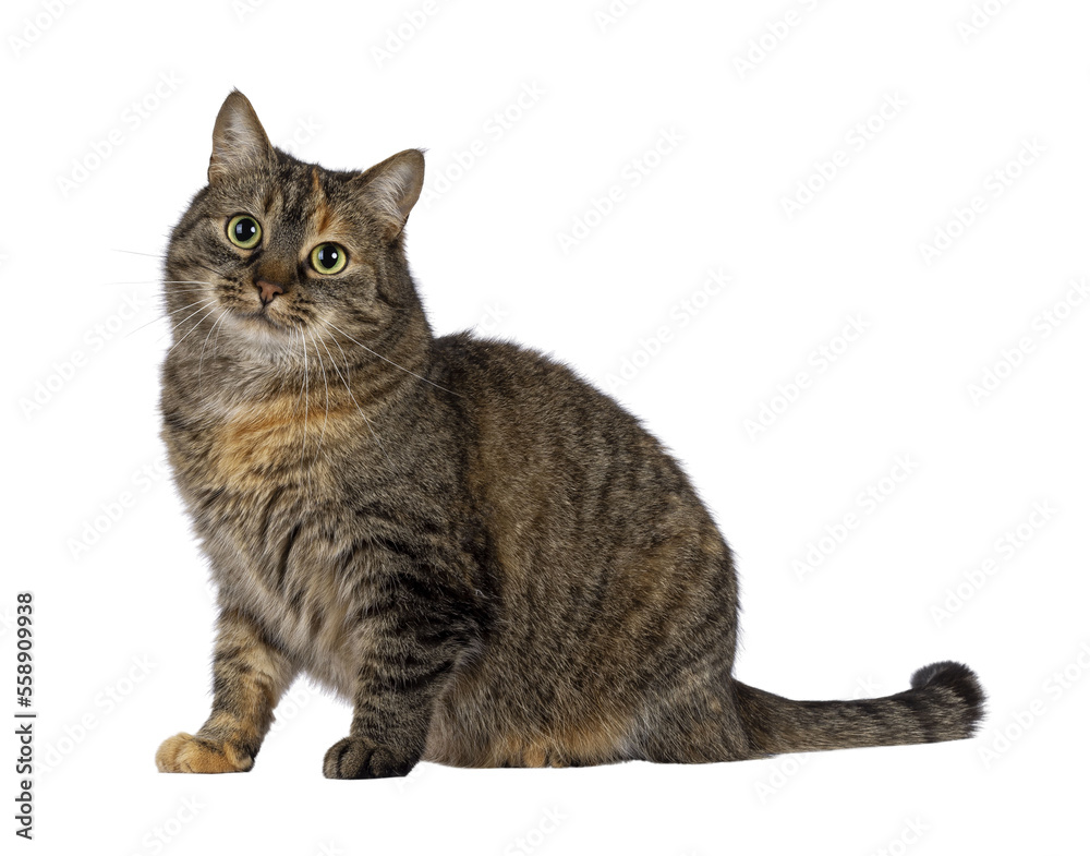Sweet tortie house cat, sitting up side ways. Looking towards camera. Isolated cutout on a transparent background..