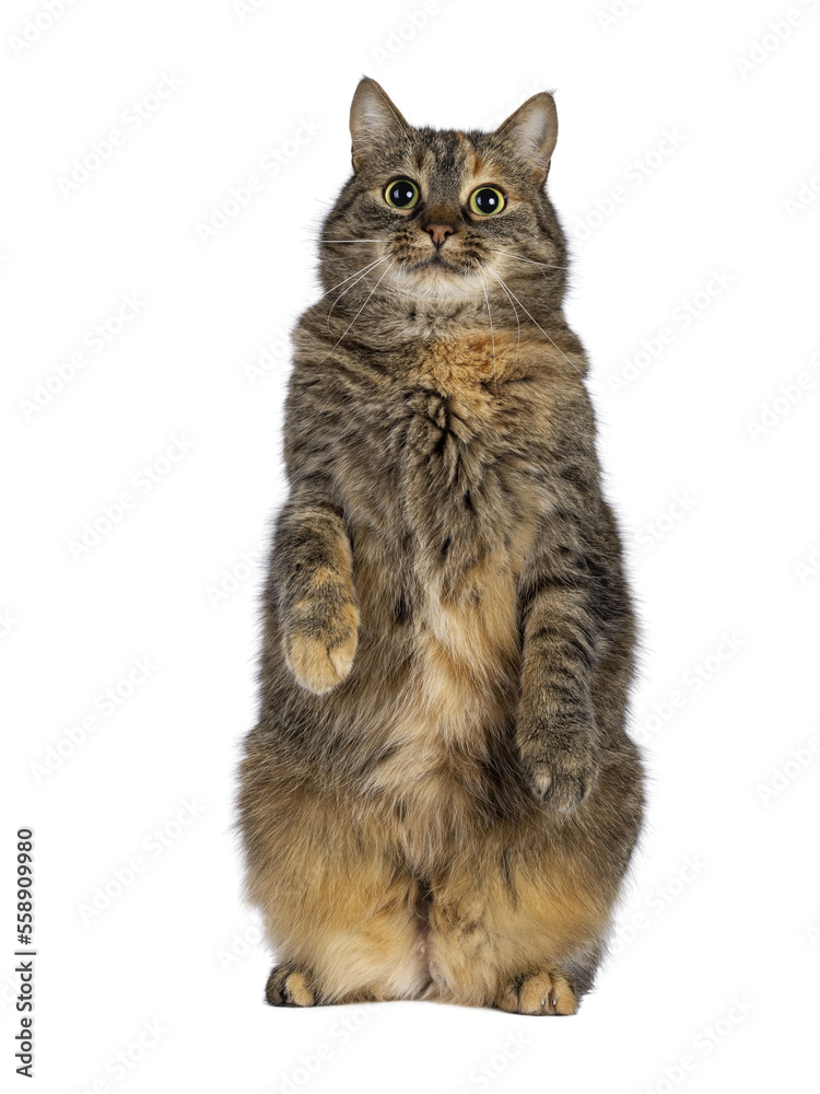 Sweet tortie house cat, sitting up facing front on hind paws like meerkat. Looking towards camera. Isolated cutout on a transparent background.