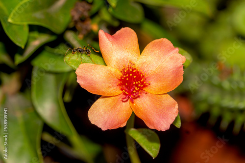 Eleven o clock - Portulaca grandiflora