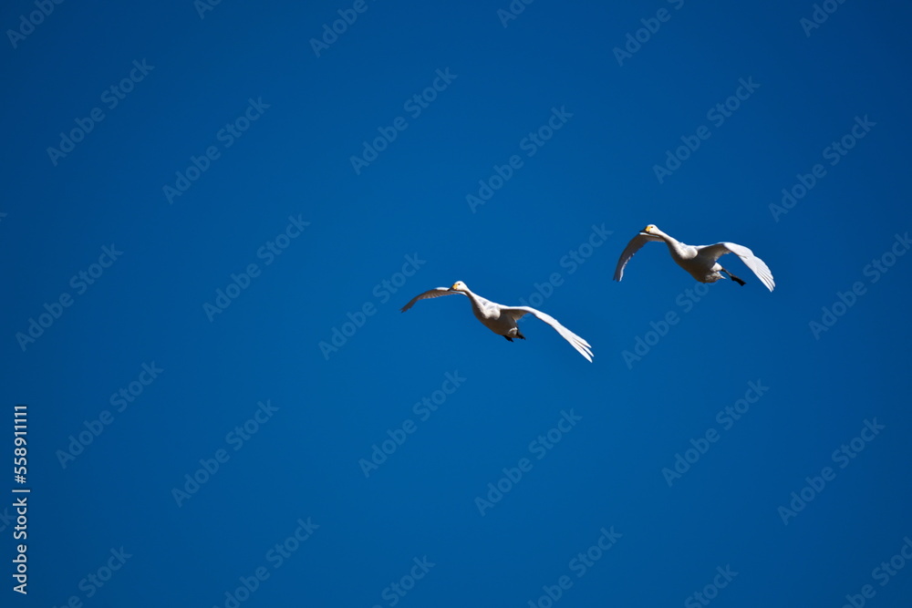 Obraz premium 最後のひと踏ん張り