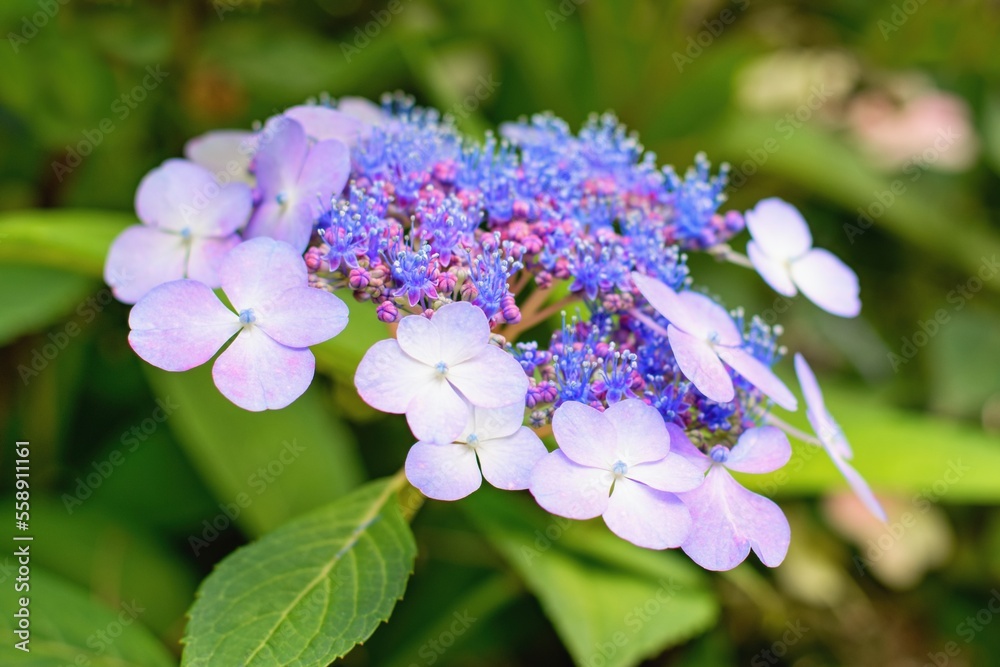 Hydrangea serrata or Mountain Hydrangea( Hortensia) - blue cultivar Hydrangea serrata or Mountain Hydrangea( Hortensia) - blue cultivar