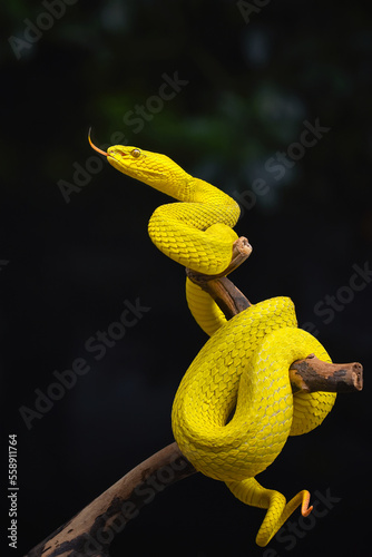 Yellow Insularis Snake