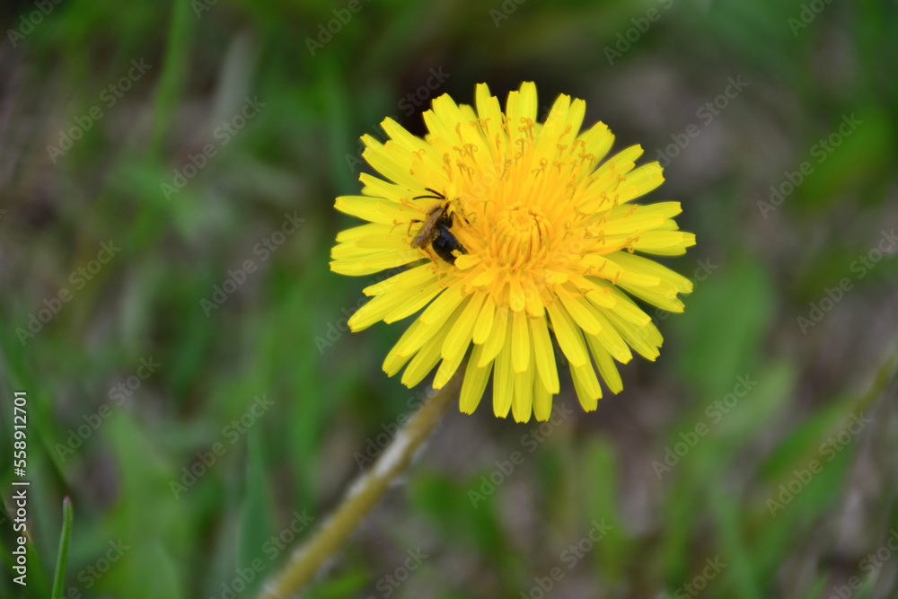 yellow dandelion flower with honey bee collecting nectar isolated on meadow, macro yellow dandelion flower with honey bee collecting nectar isolated on meadow, macro