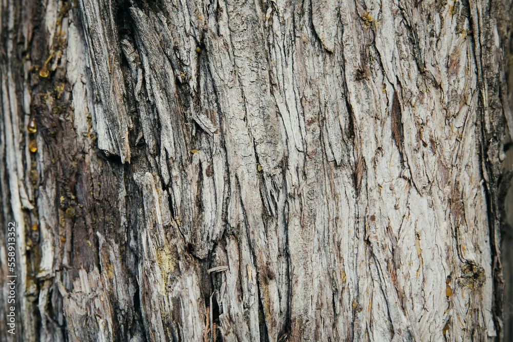 Tree trunk background. Texture of tree bark, close up. Selective focus. Tree trunk background. Texture of tree bark, close up. Selective focus.