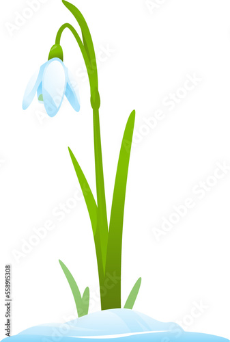 Single snowdrop in snow isolated illustration, first spring flowers
