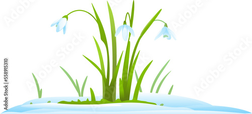 Snowdrops in snow isolated illustration, first spring flowers
