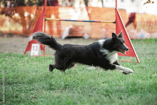 Border Collie jumping over the obstacle on dog agility sport competition.