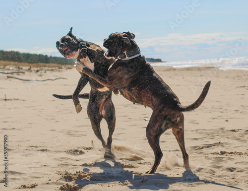 Two Boxer dogs are playing on the beach at Baltic sea 